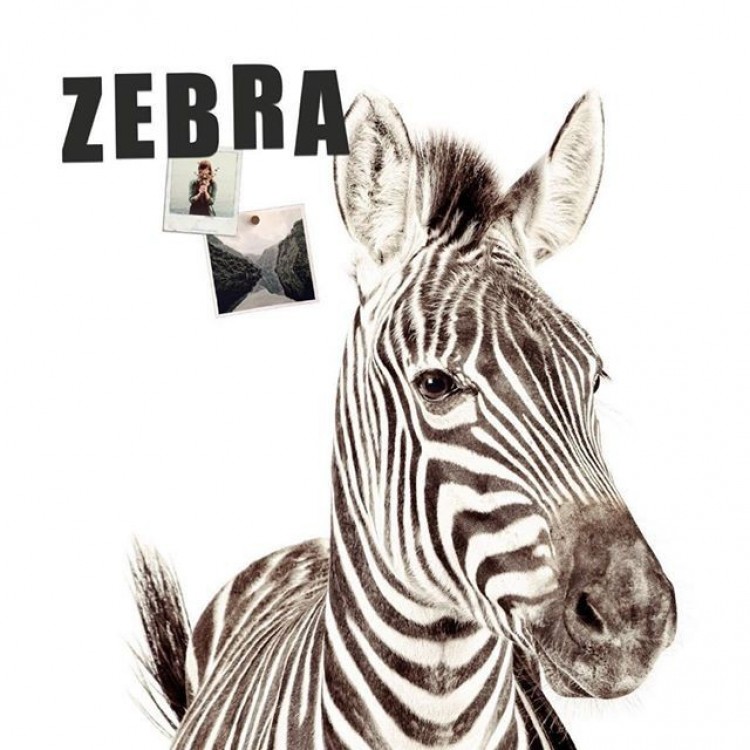 Magneetbehang Zebra van Groovy Magnets - hippe dieren print, leuke magneten