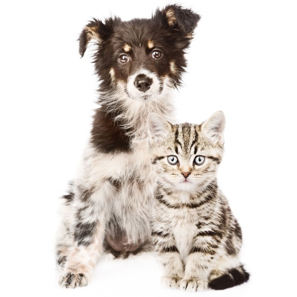 Magneetbehang hond en kat Groovy Magnets: hippe dieren print en sterke magneten