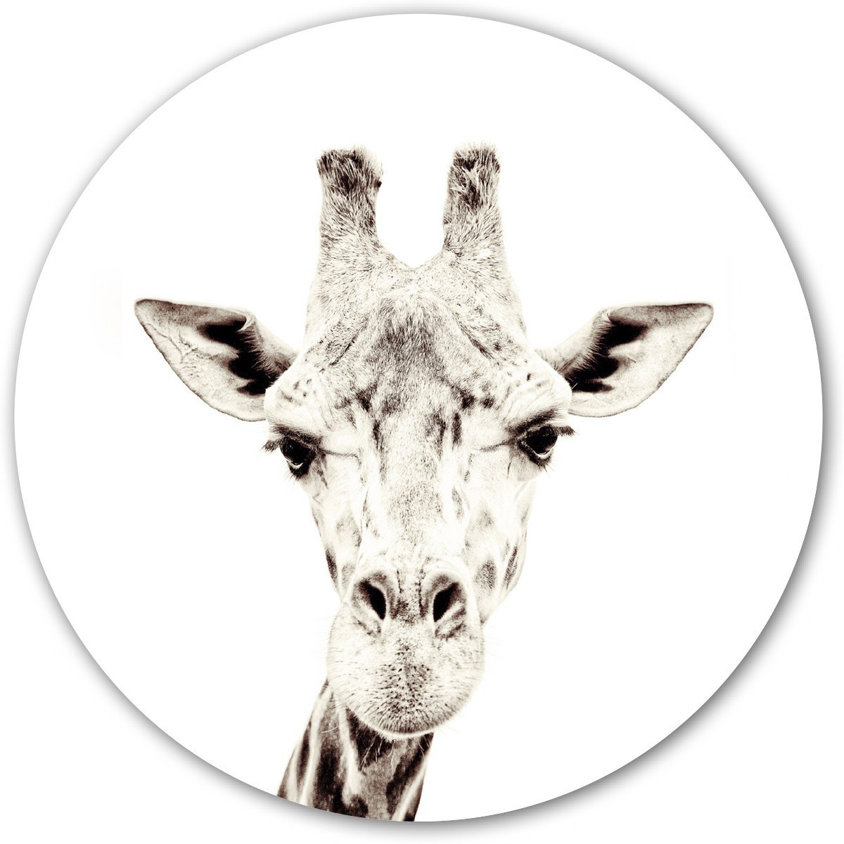 Magneetsticker giraf van Groovy Magnets: ronde magnetische muursticker met dieren print