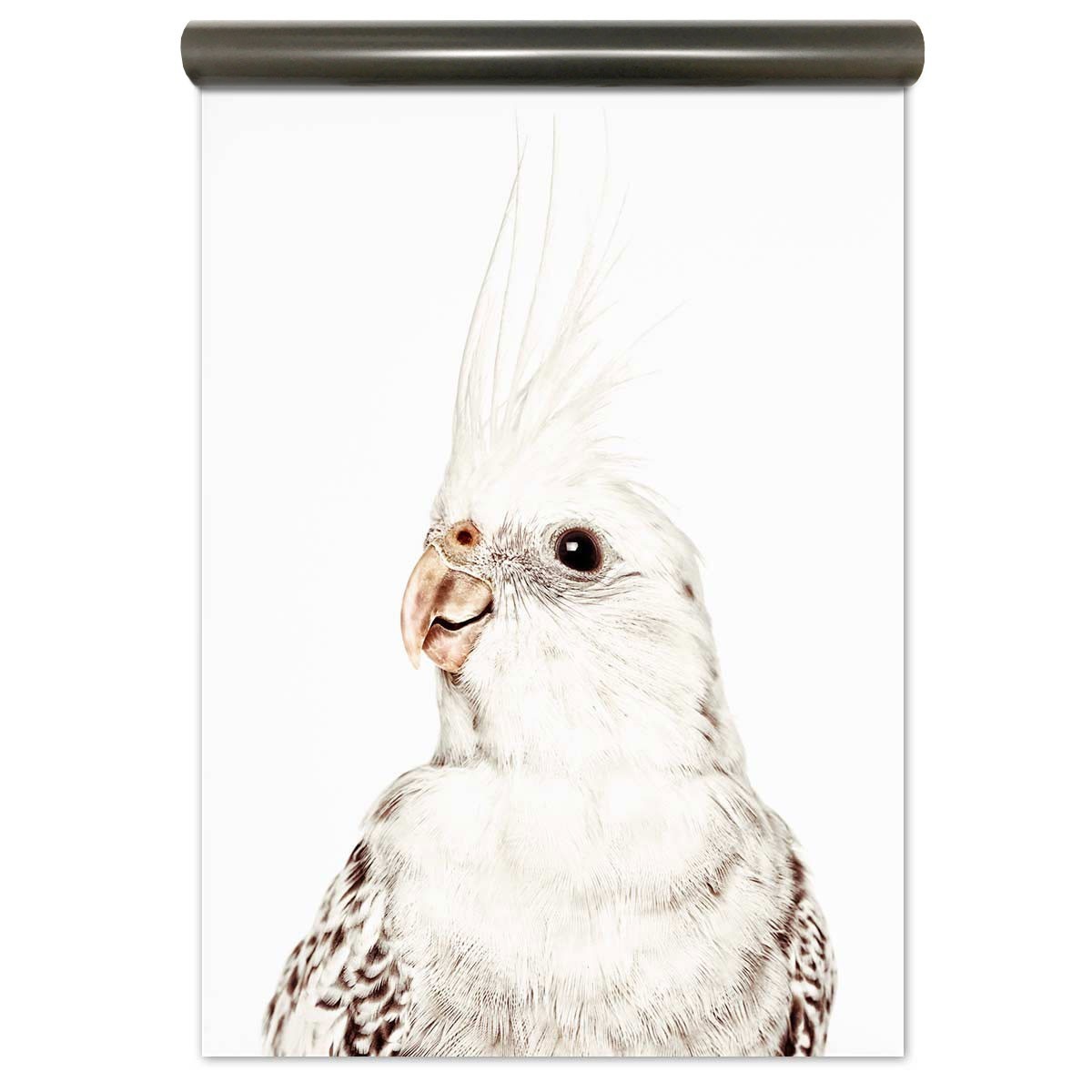 Magnetic wallpaper Parakeet by Groovy Magnets