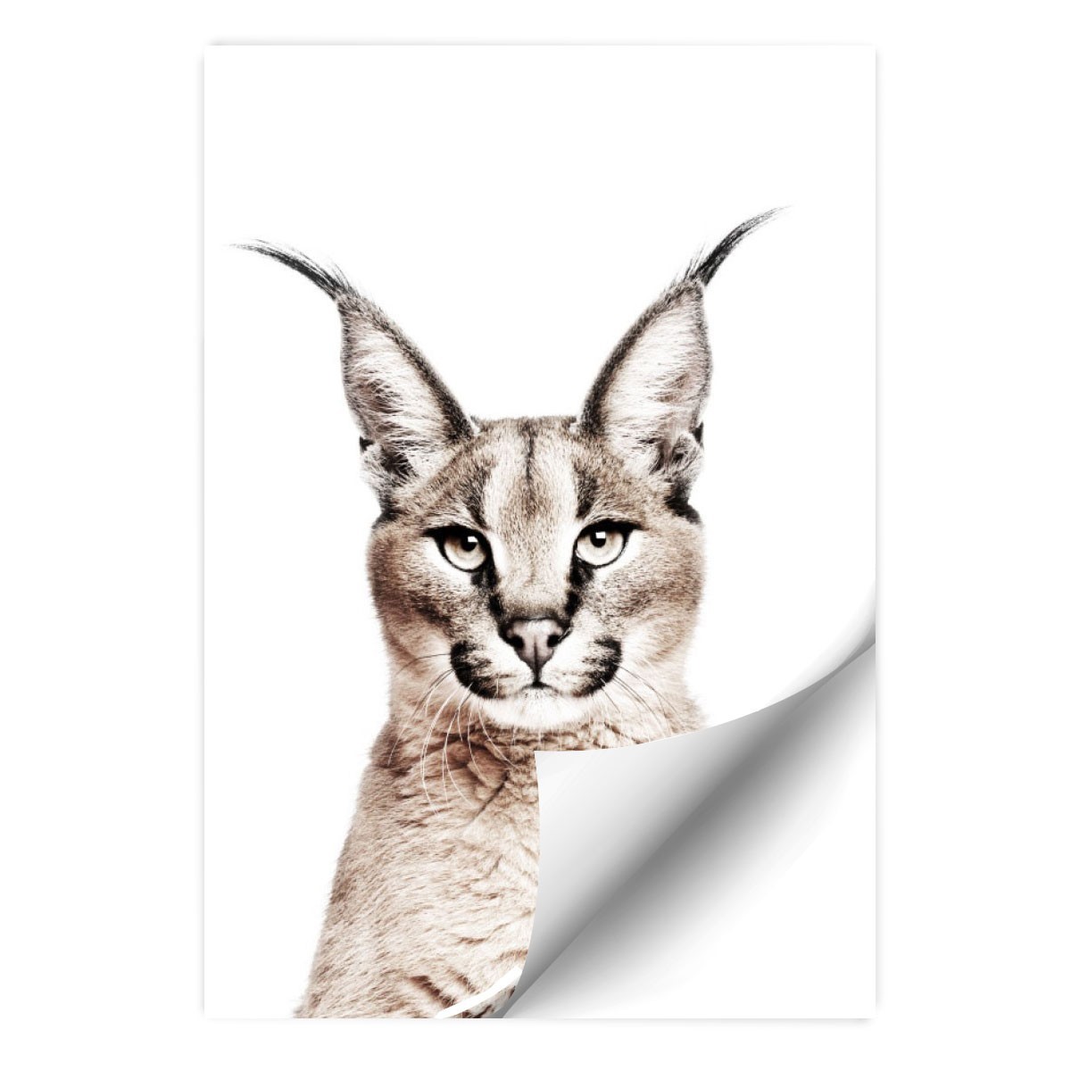 Caracal Cat One | Art Board Print