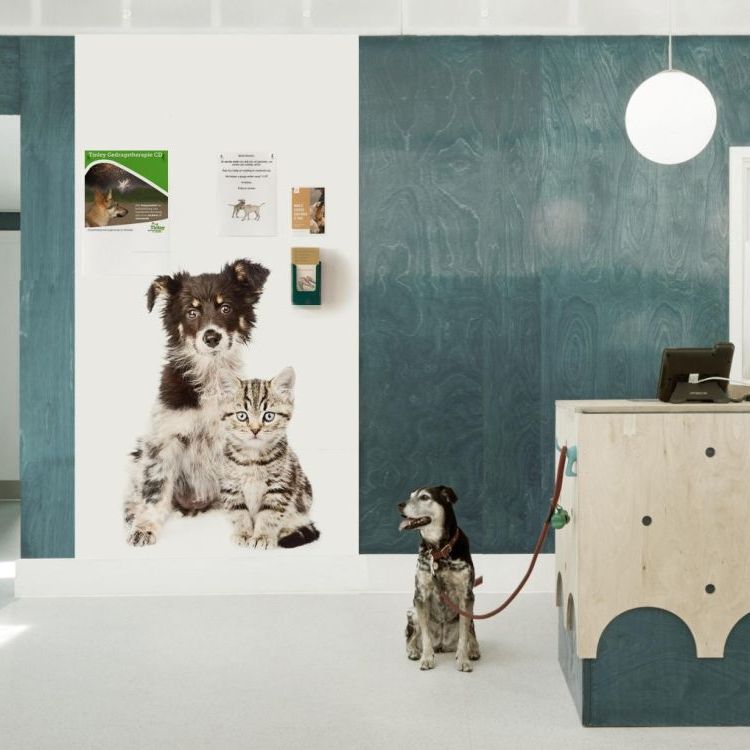 Magneetbehang hond en kat Groovy Magnets: hippe dieren print en sterke magneten