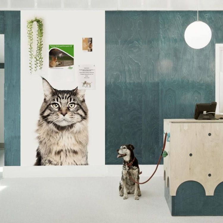 Magnetic wallpaper Aristo Cat from Groovy Magnets